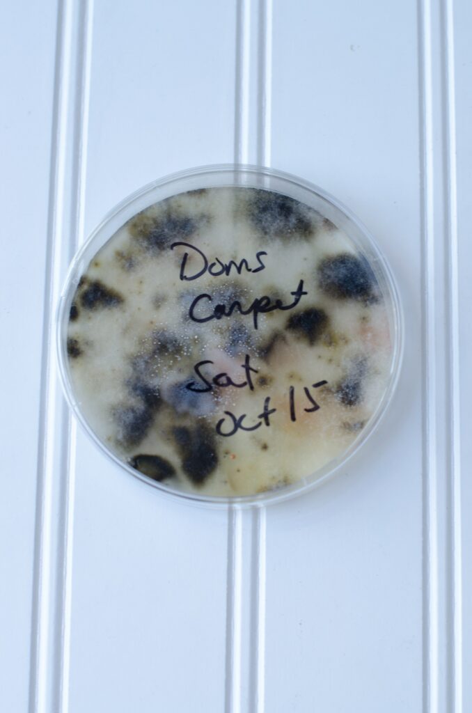 Petri Dish Full Of Mold Spores used to test home for mold