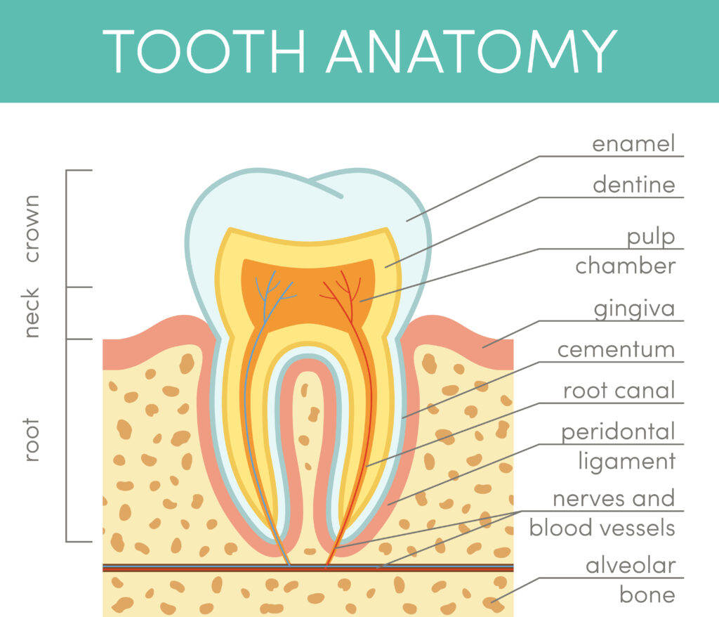 Human tooth anatomy. Vector diagram of healthy molar