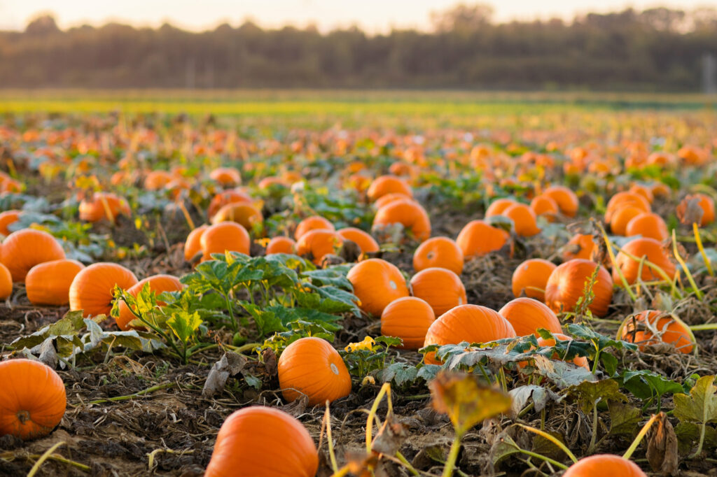 pumpkin patch at harvest time