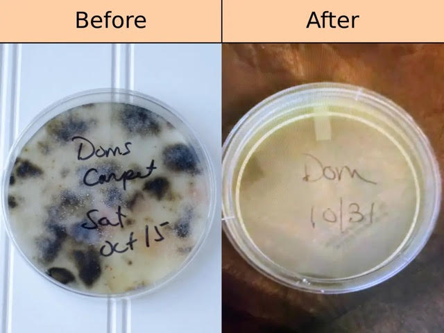 before and after picture of mold spores on petri dish