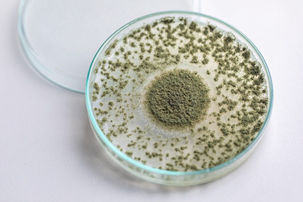 petri dish with green mold growing on it